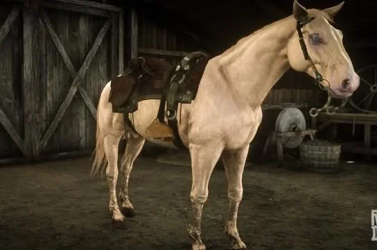 Dutch Warmblood - Cremello Gold