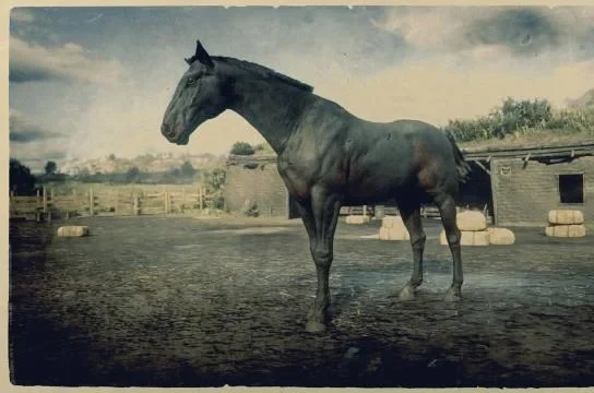 Dutch Warmblood - Seal Brown