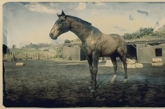 Dutch Warmblood - Sooty Buckskin