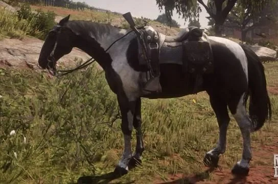 Hungarian Halfbred - Piebald Tobiano