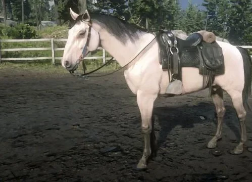 Kentucky Saddler - Buttermilk Buckskin