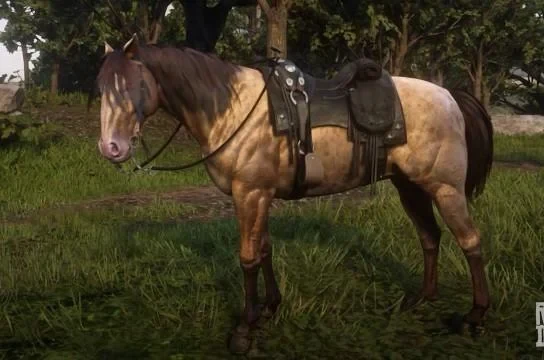 Missouri Fox Trotter - Amber Champagne