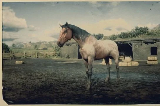 Morgan - Bay Roan