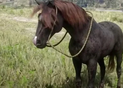 Morgan - Liver Chestnut