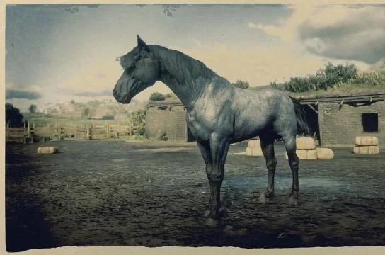 Nokota - Blue Roan