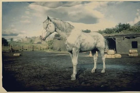 Nokota - White Roan