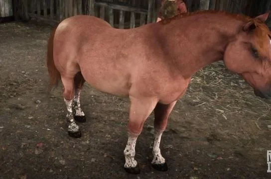Suffolk Punch - Sorrel