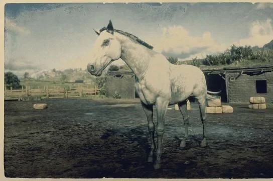 Thoroughbred - Dapple Gray