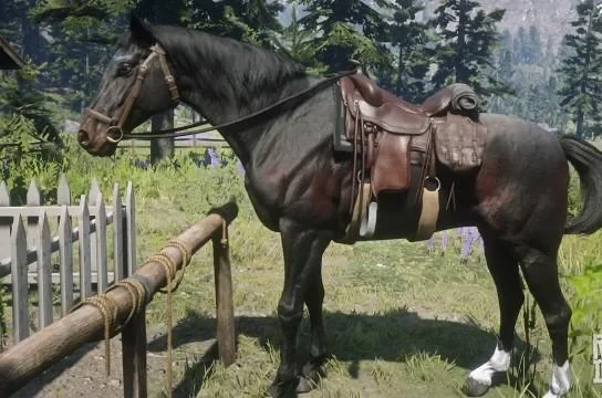 Thoroughbred - Seal Brown