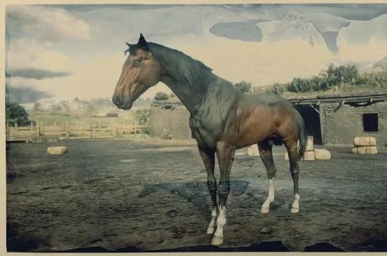Turkoman - Dark Bay