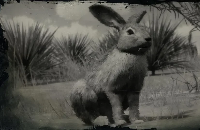 Rabbit