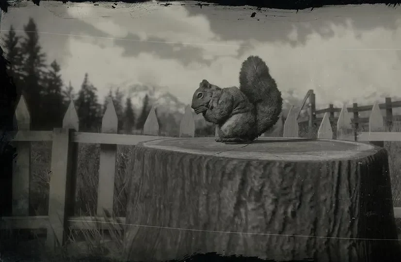 Squirrel
