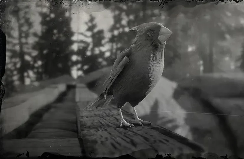 Cardinal
