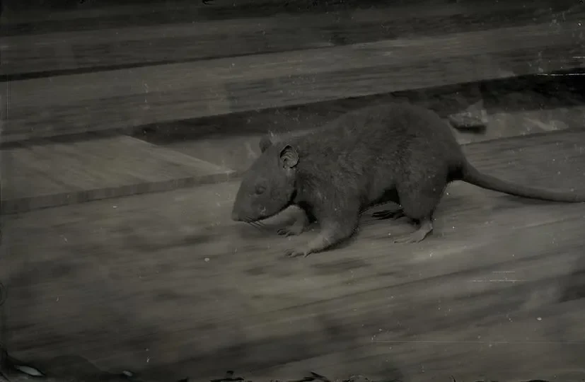 Rat