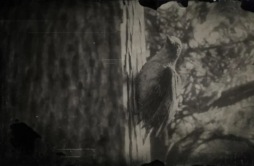 Woodpecker