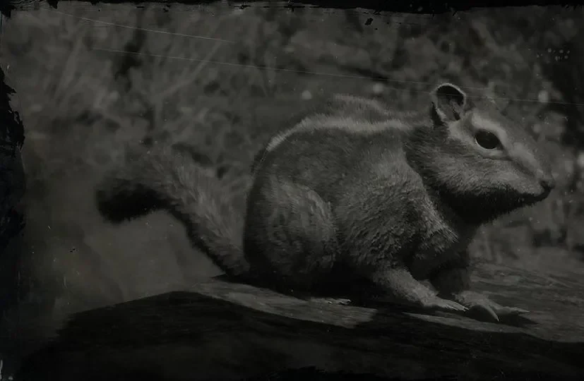 Chipmunk
