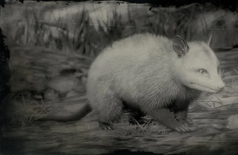 Opossum