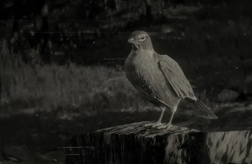 Robin