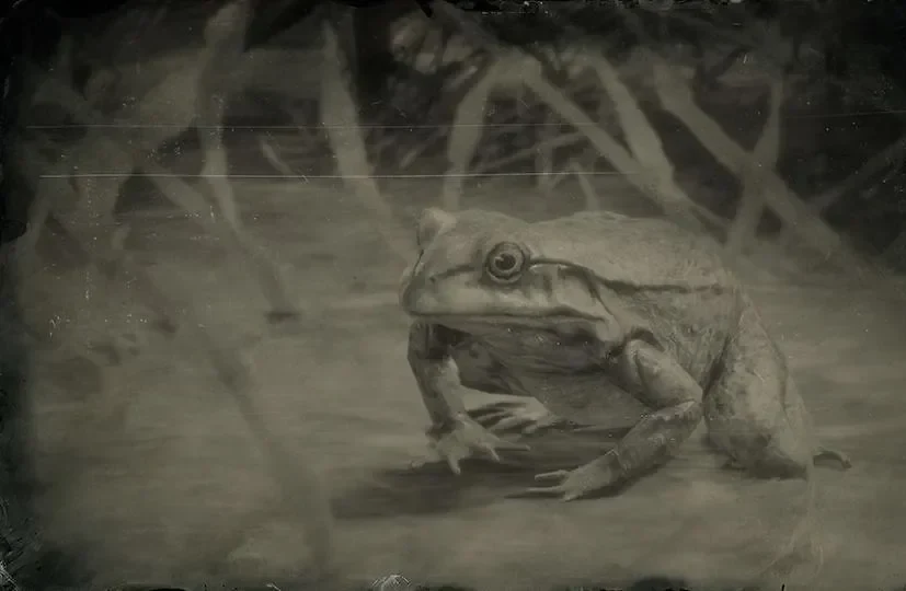 Bullfrog