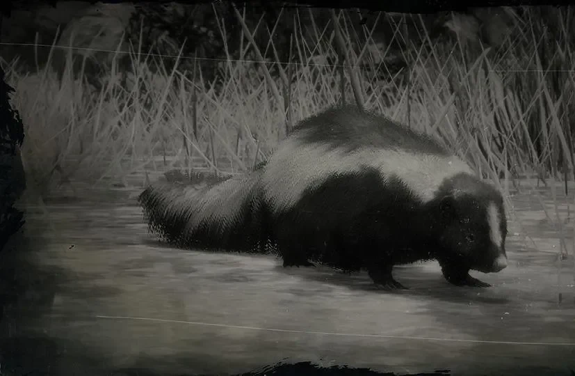 Skunk