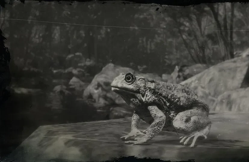 Toad
