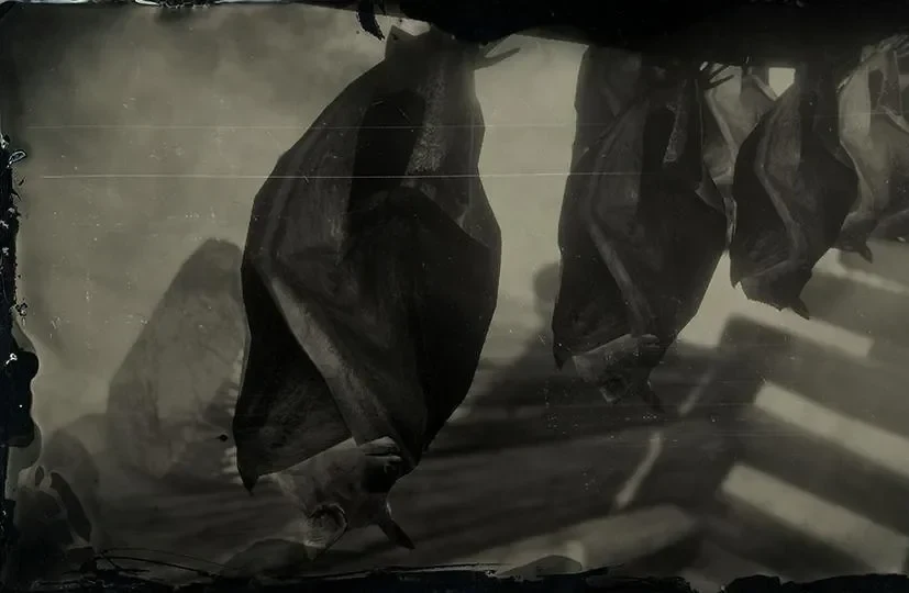 Bat