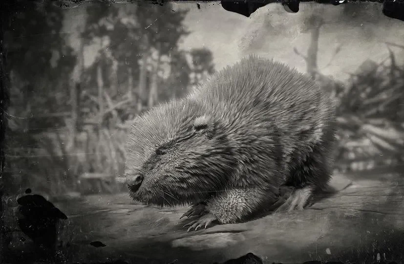 Beaver