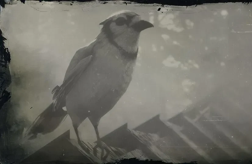 Blue Jay