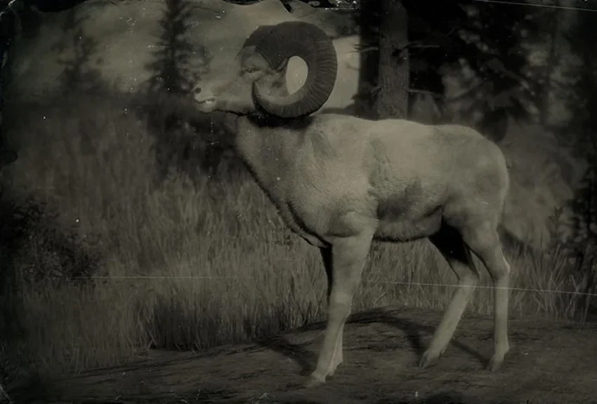 Legendary Bighorn Ram