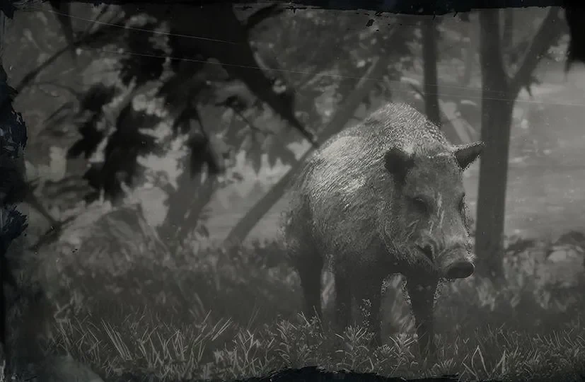 Legendary Boar