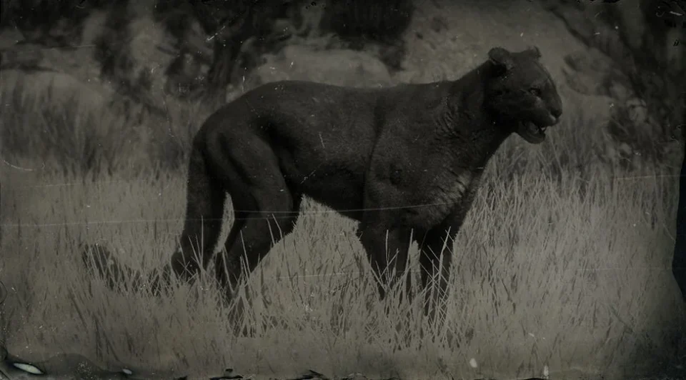 Legendary Cougar