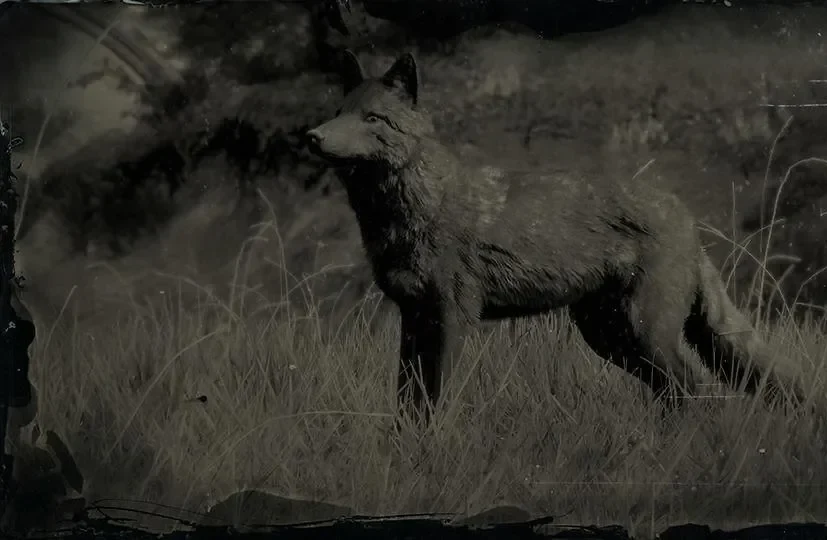 Legendary Coyote