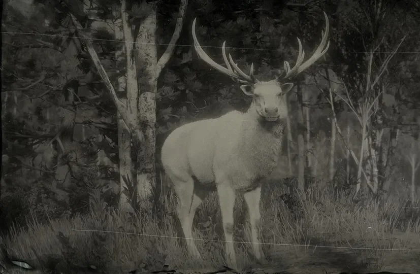 Legendary Elk