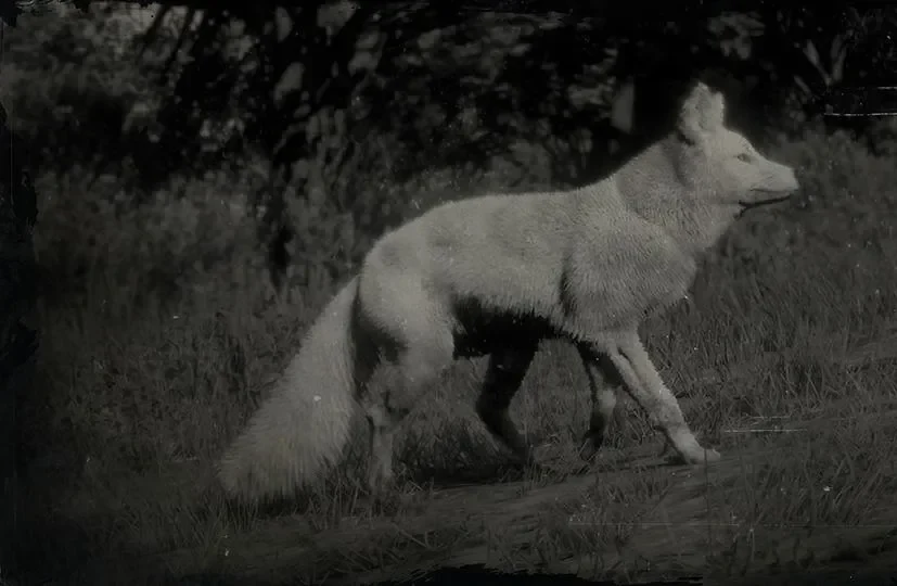 Legendary Fox