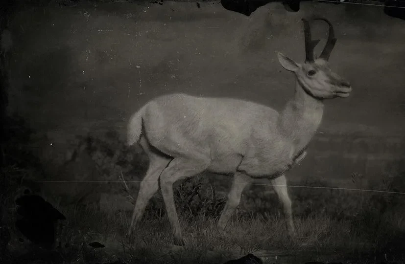 Legendary Pronghorn