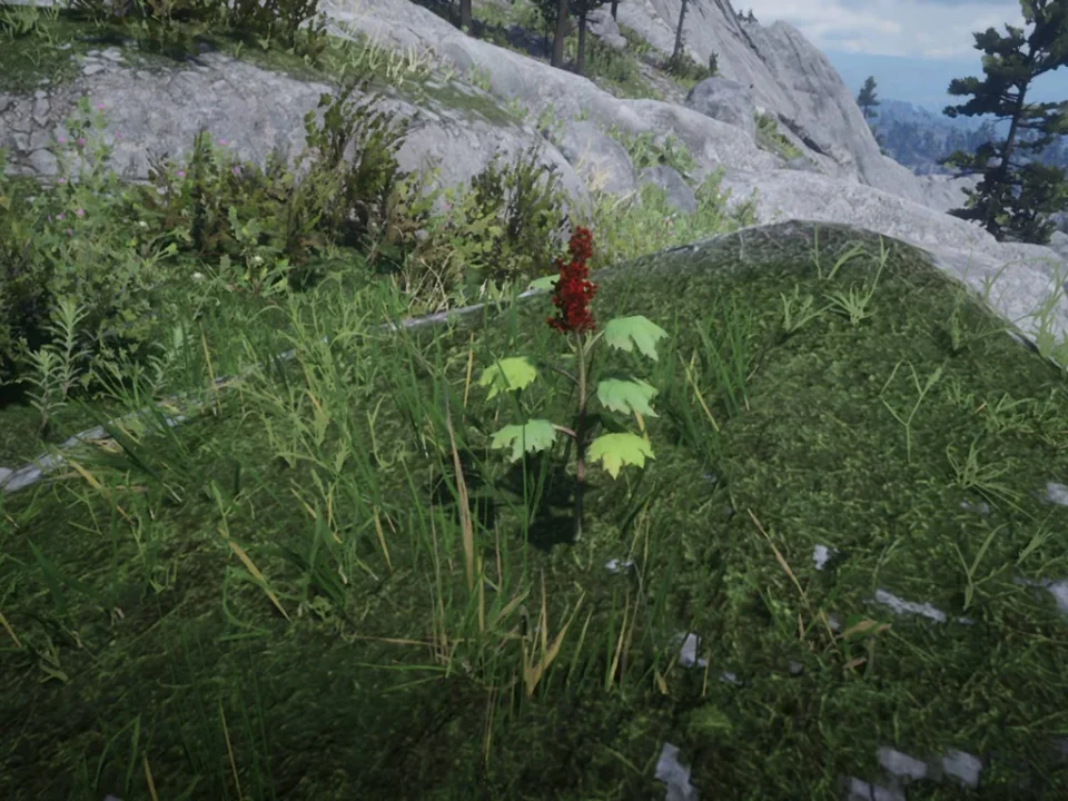 Alaskan Ginseng