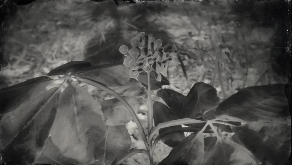 American Ginseng