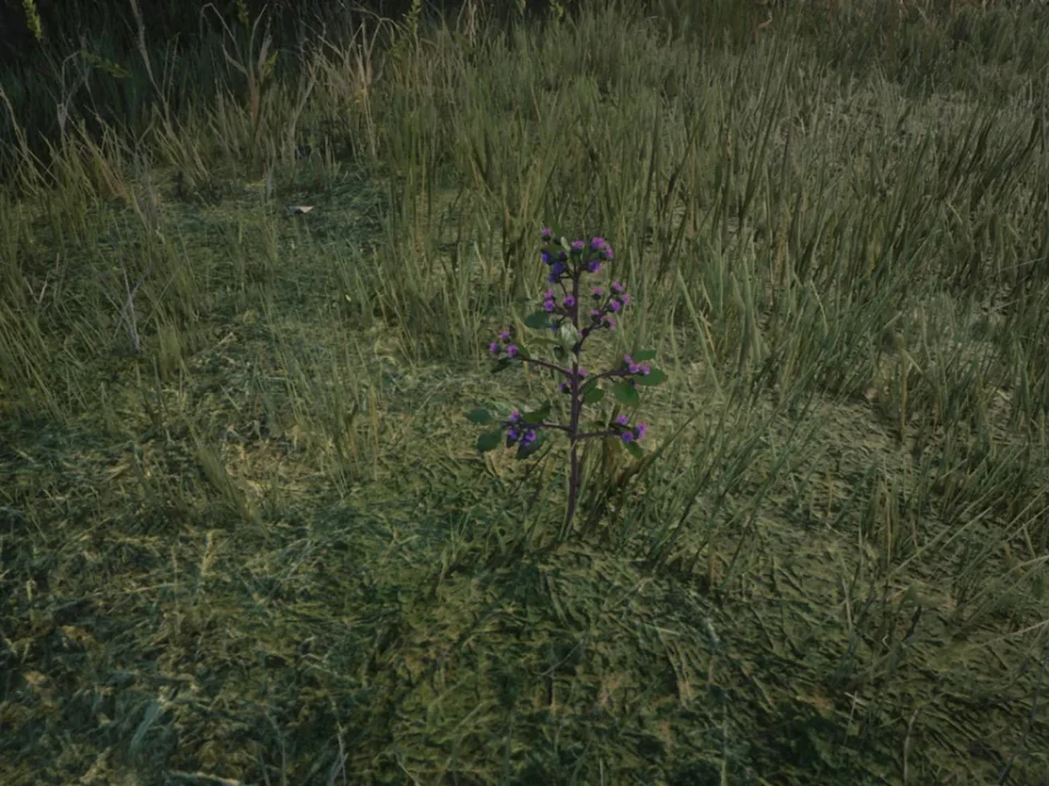 Burdock Root