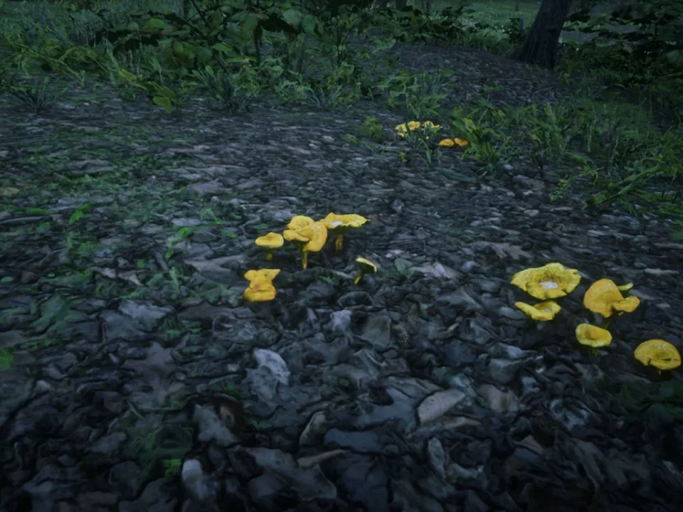 Chanterelles