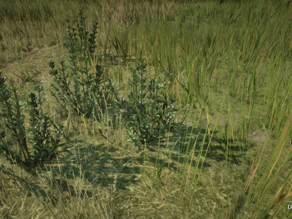 Creeping Thyme