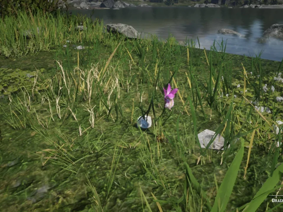 Dragon's Mouth Orchid