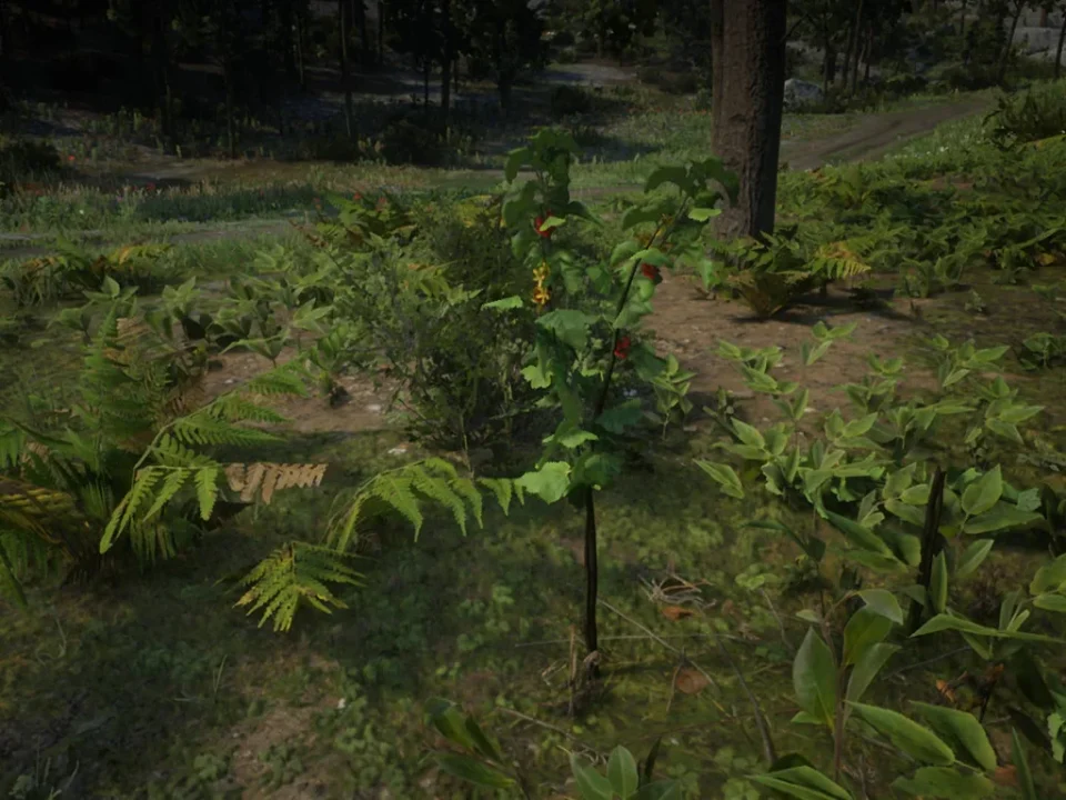 Golden Currant