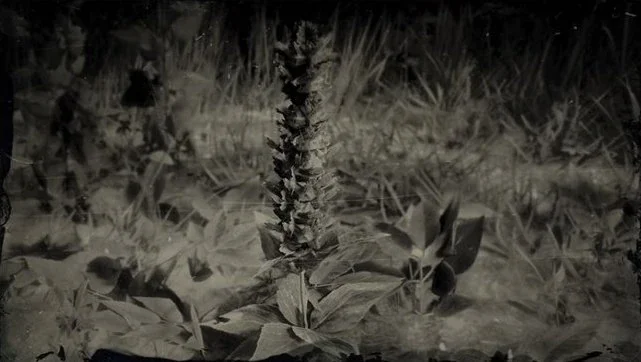 Hummingbird Sage