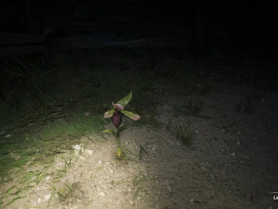 Lady Slipper Orchid