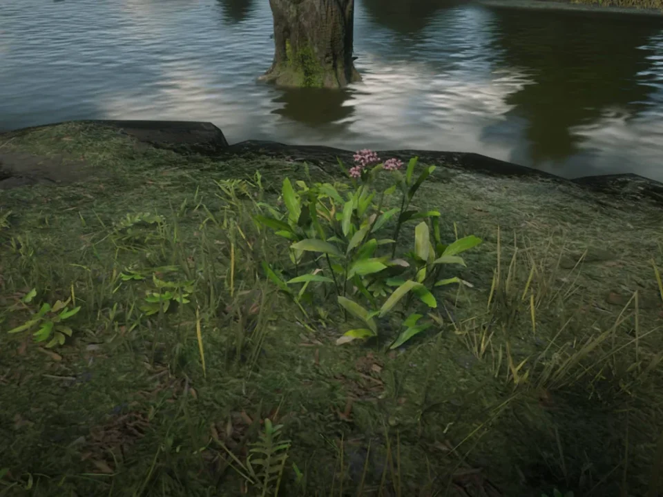 Milkweed