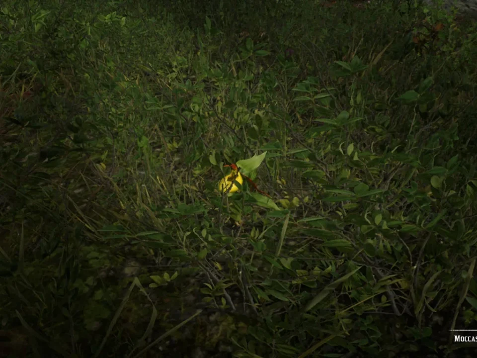 Moccasin Flower Orchid