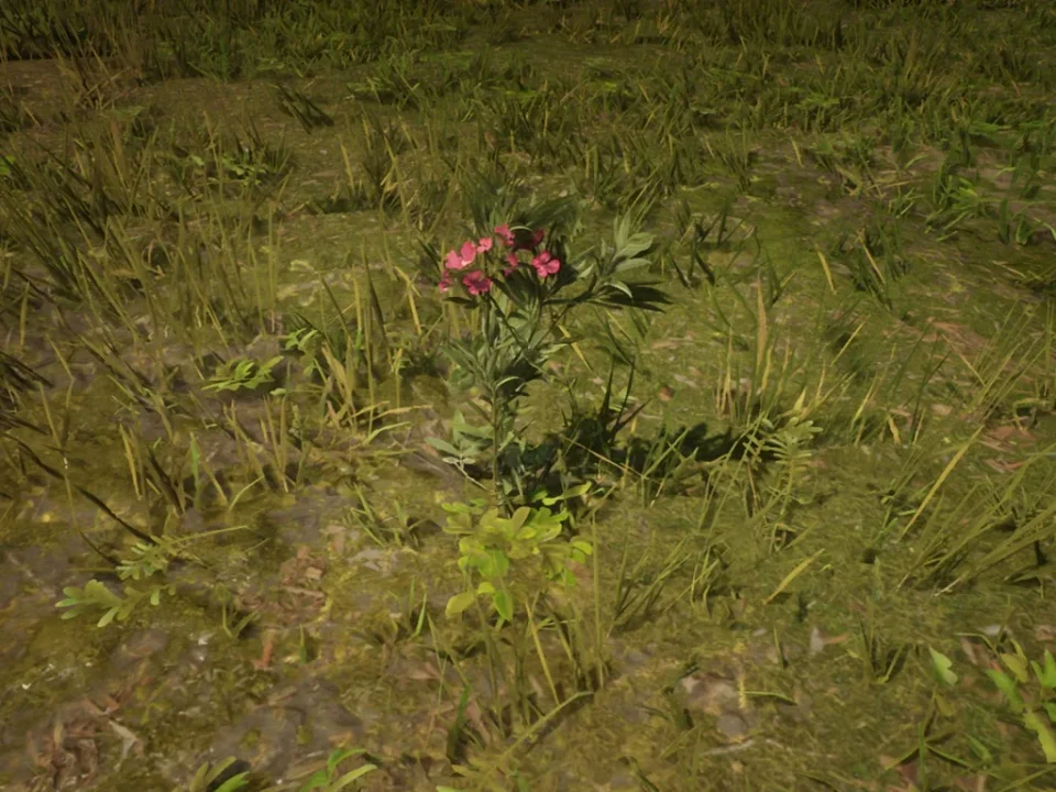 Oleander Sage