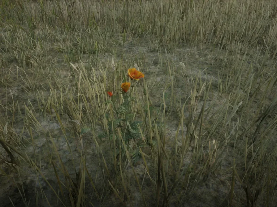 Prairie Poppy