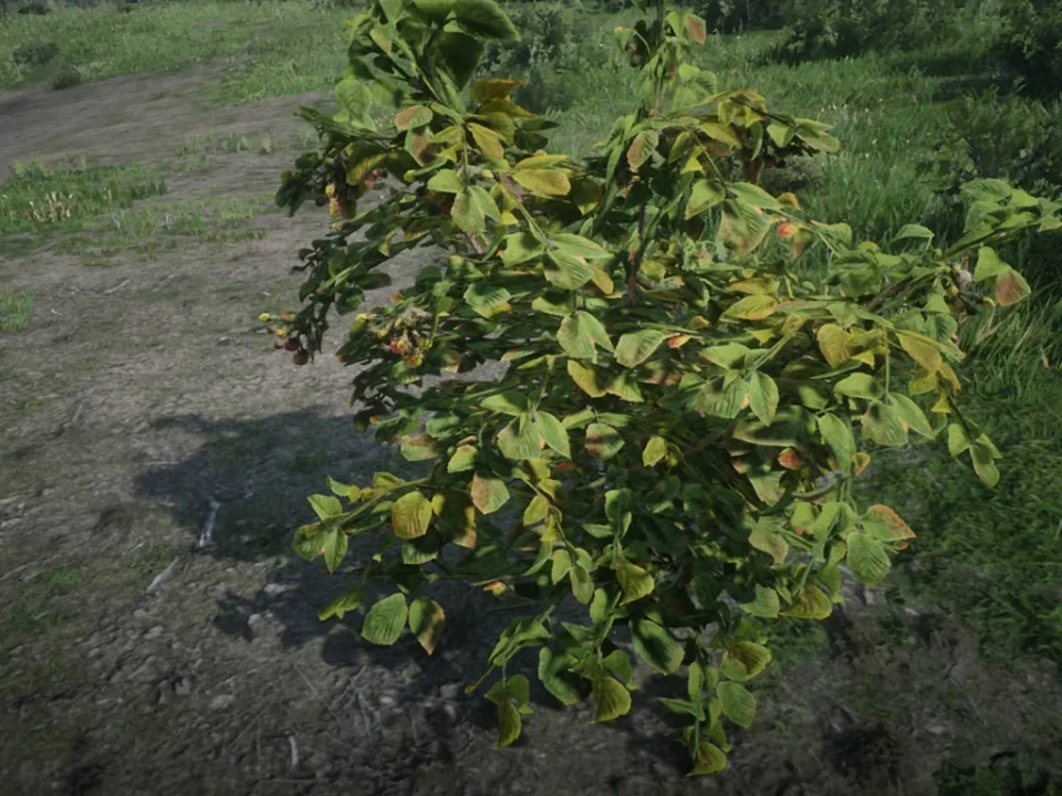 Red Raspberry