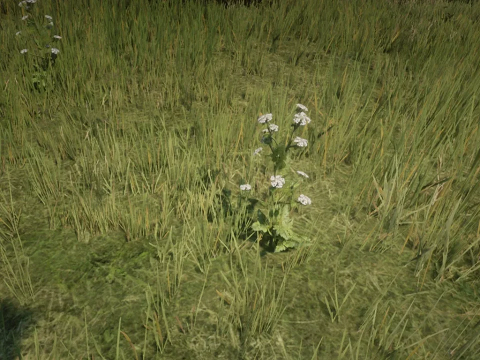 Wild Carrot